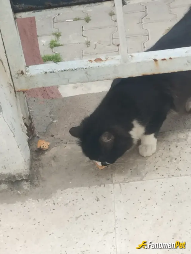 Sokak hayvanı besleme: Bir canlı bezlemek iyi dir