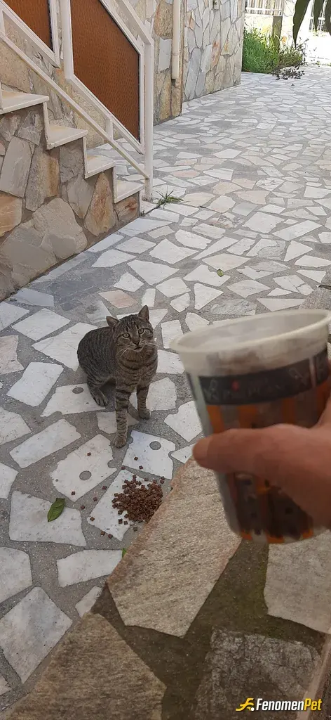 Sokak hayvanı besleme: Elimden geldiğince onları kolluyorum besliyorum ❤️