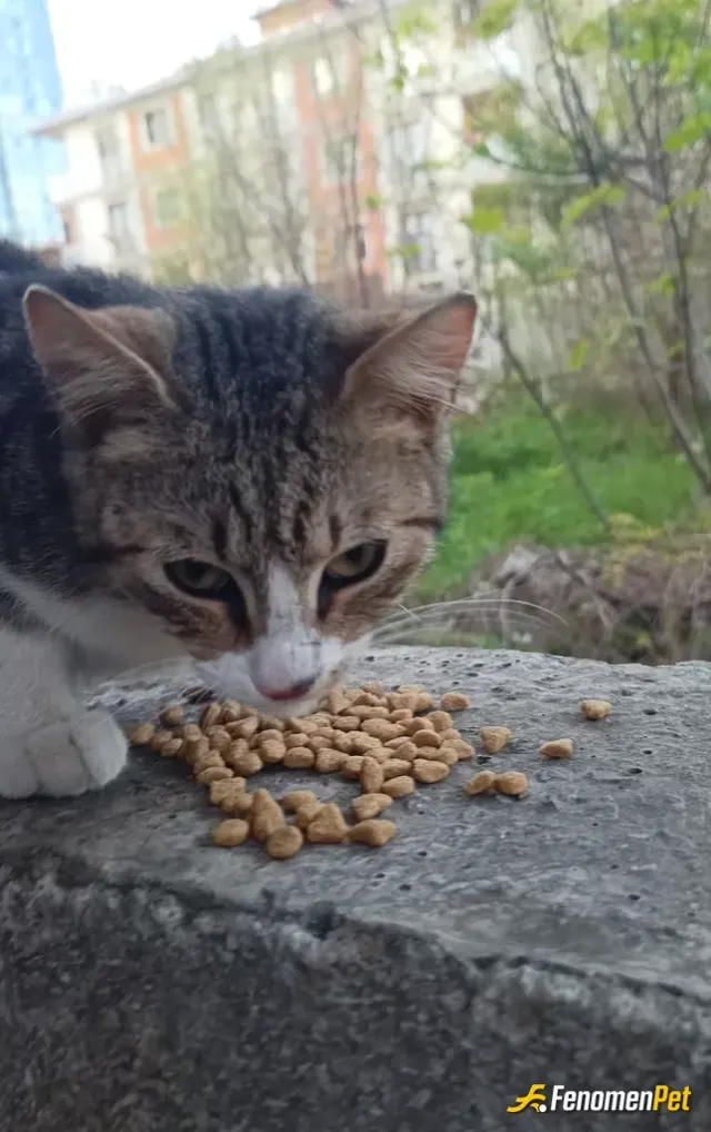 Sokak hayvanı besleme: 🙏🏻 Bir mevsim değil her mevsim yanlarında olalım.