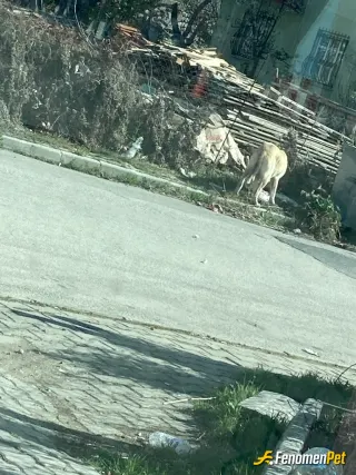 Sokak hayvanı besleme: Açtı çöpü kurcalıyordu pay alıp verdim.