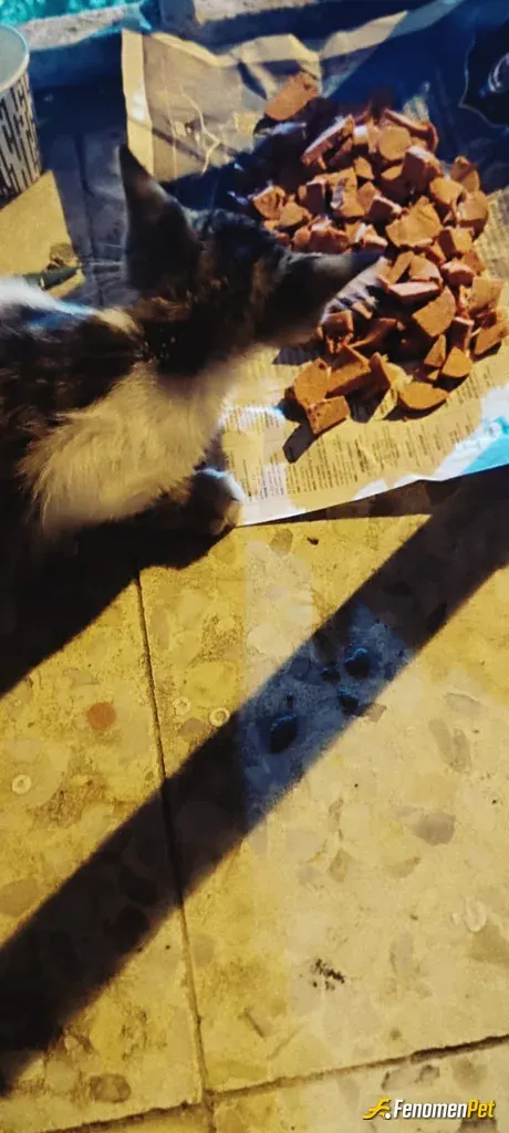 Sokak hayvanı besleme: Kedi sahipsizdi önce besledim sonra sahiplendim #Fenomenpet Fenomenbet Pati Dostu
#Fenomenbet - Fenomenbet Pa