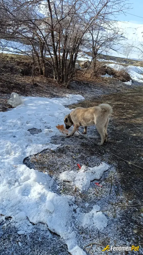 Sokak hayvanı besleme: Yemek verdim köpeğe