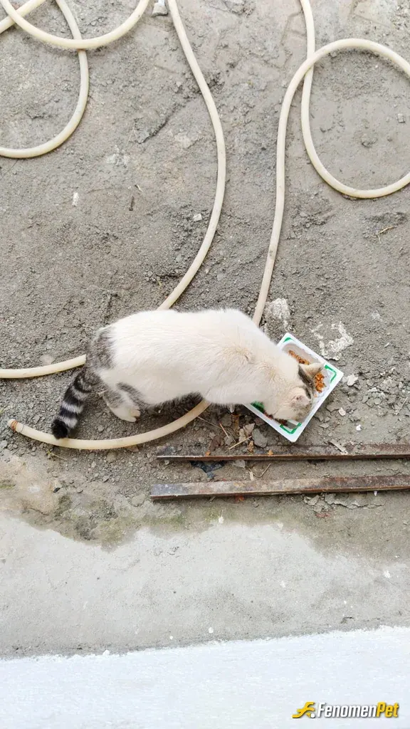 Sokak hayvanı besleme: #Fenomenpet sokak hayvanlarını koruyor patili dost sevdalı #fenomenpet