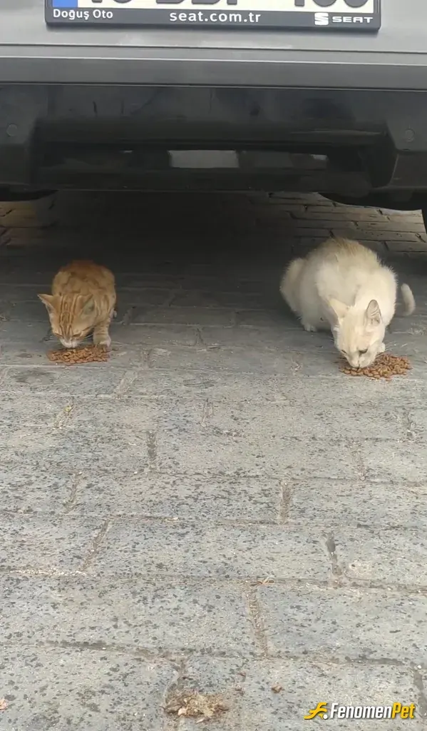 Sokak hayvanı besleme: Dışardaki çocuklarımı aç bırakmamaya çalışıyorum🌸