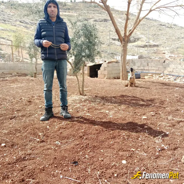 Sokak hayvanı besleme: #Fenomenpet Köpeğim var her zaman yanındayım su veriyorum mama veriyorum bağ evinde