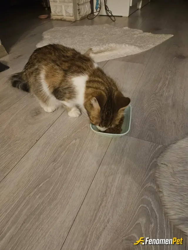 Sokak hayvanı besleme: Satın alma sahiplen 😍