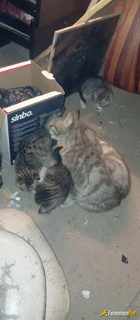 Sokak hayvanı besleme: Bir di 4 oldular :)