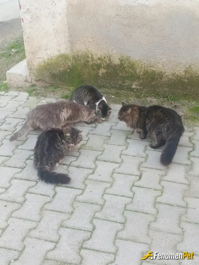Sokak hayvanı besleme: Hergun düzenli mama veriyorum