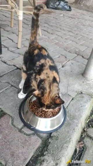 Sokak hayvanı besleme: Bunun ismini pekmek koydum bizim çalıştığımız işyerine geldi filoda bakıyorum çok tatlı kutu maması yaş maması