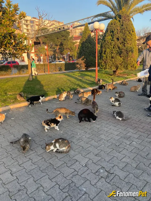 Sokak hayvanı besleme: #fenomenpet, kedi dostlarımızı beslemek çok güzel