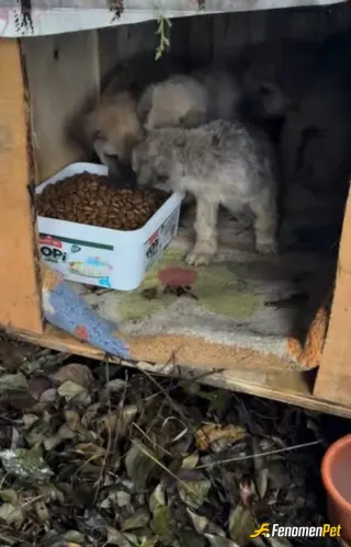 Sokak hayvanı besleme: partili dostlar