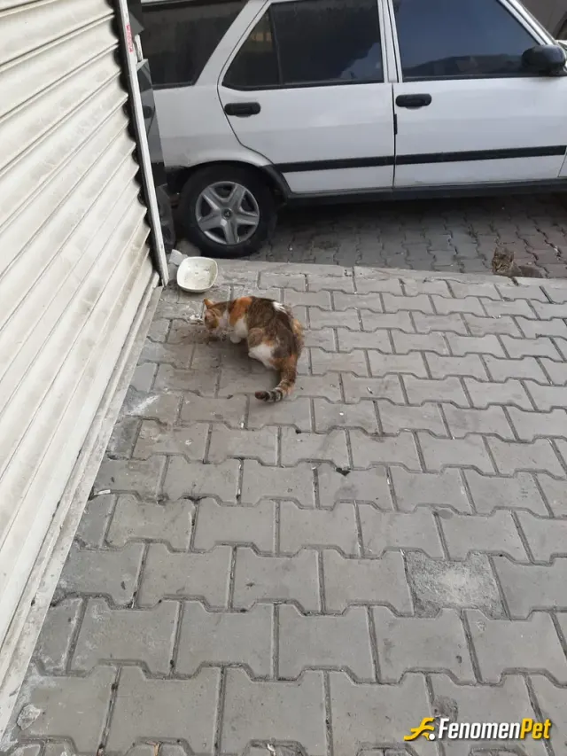 Sokak hayvanı besleme: #Fenomenpet
Evimin ordaki kediyi mama vererek besledim