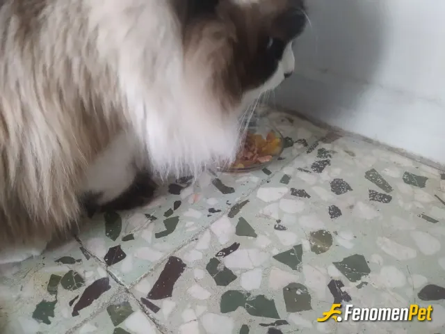 Sokak hayvanı besleme: #Fenomenpet kediler candır oğlumla çok seviyoruz..
