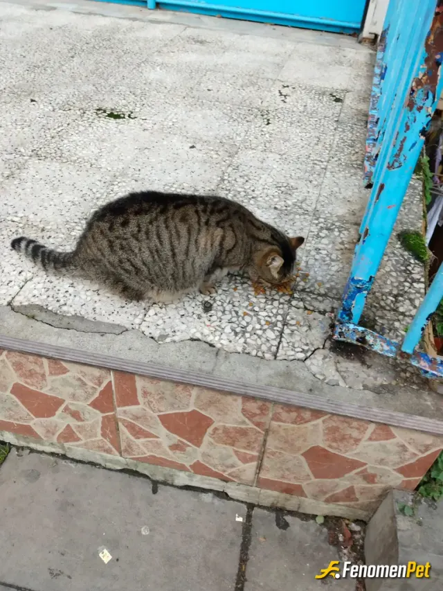 Sokak hayvanı besleme: Hayvan sevmeyen insan sevemez...