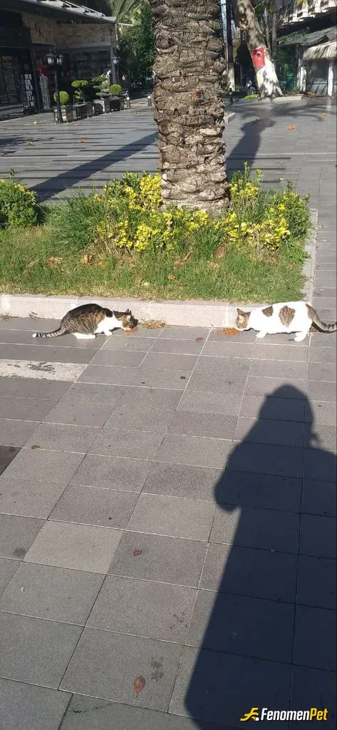 Sokak hayvanı besleme: #Fenomenpet   çok tatlı bunlar yaaa🥰🥰