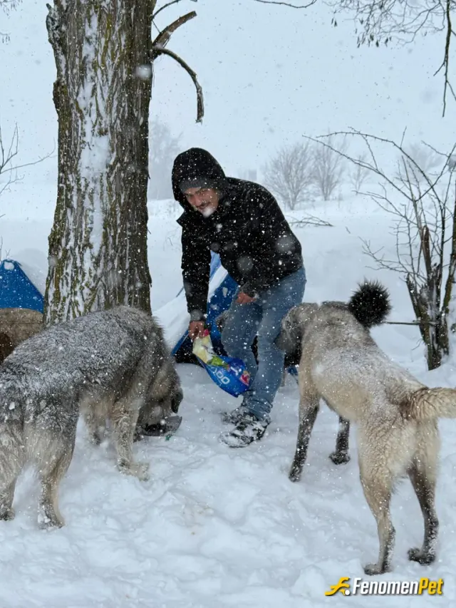 Sokak hayvanı besleme: #Fenomenpet Onları Koruyun