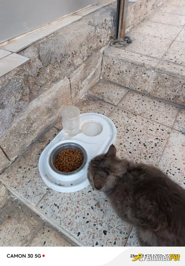 Sokak hayvanı besleme: Çoğunlukla dükkanıma gelen kedilere şu mama veririm buda kendi beslediğim adı pudi olan kedim