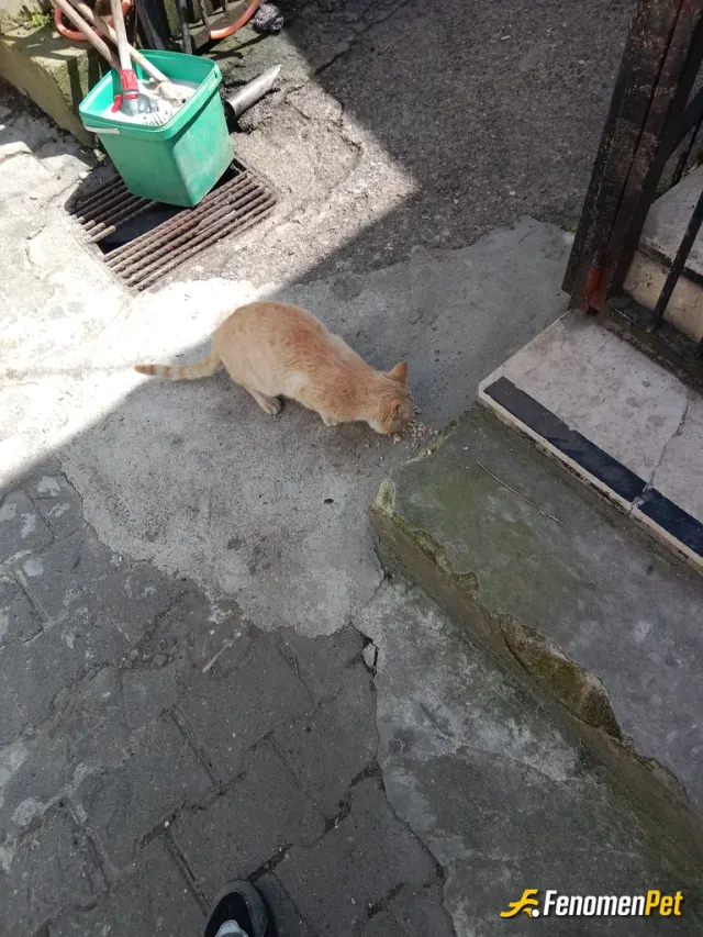 Sokak hayvanı besleme: 🙏