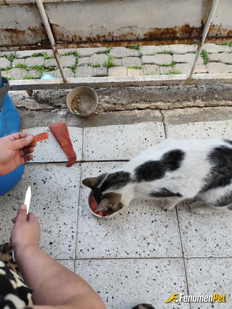 Havvaas sokak hayvanını beslerken çektiği fotoğraf