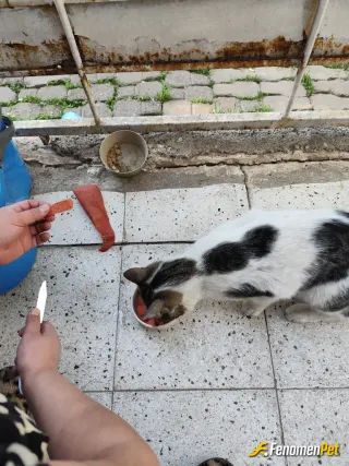 Sokak hayvanı besleme: Jjeejjj