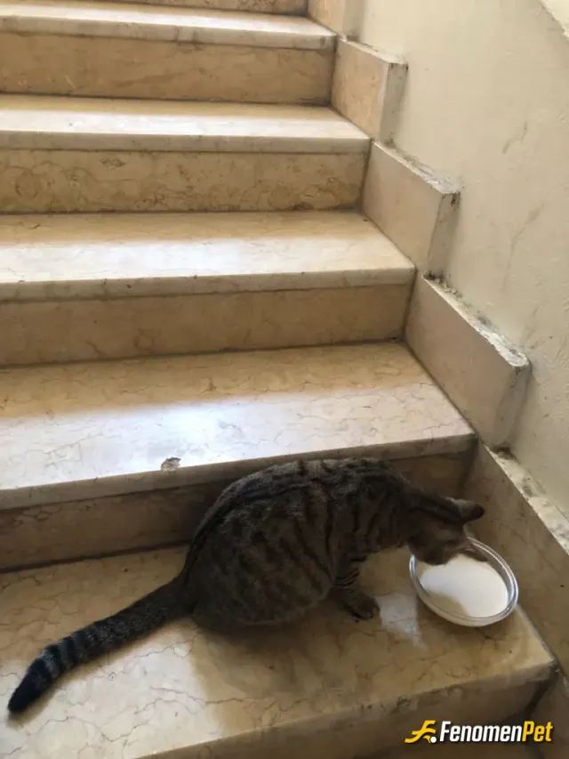 Sokak hayvanı besleme: Süt Ve Pati ❤️