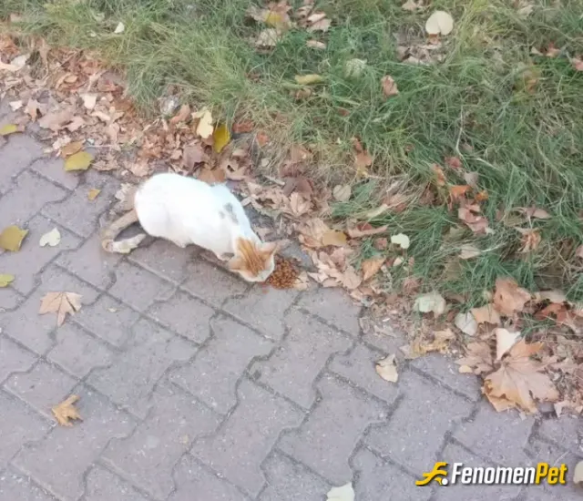 Sokak hayvanı besleme: Canlarımızı koruyalım yedirelim içirelim ❤️