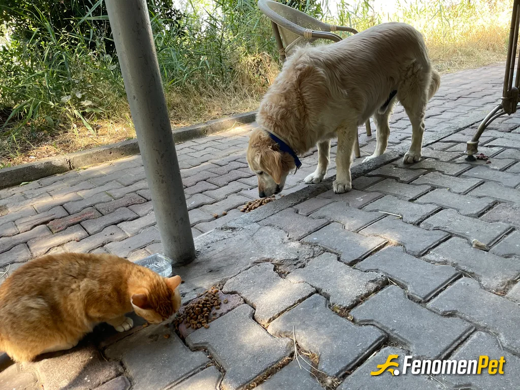 Sokak hayvanı besleme: İki can ikiside çok güzel ❤️