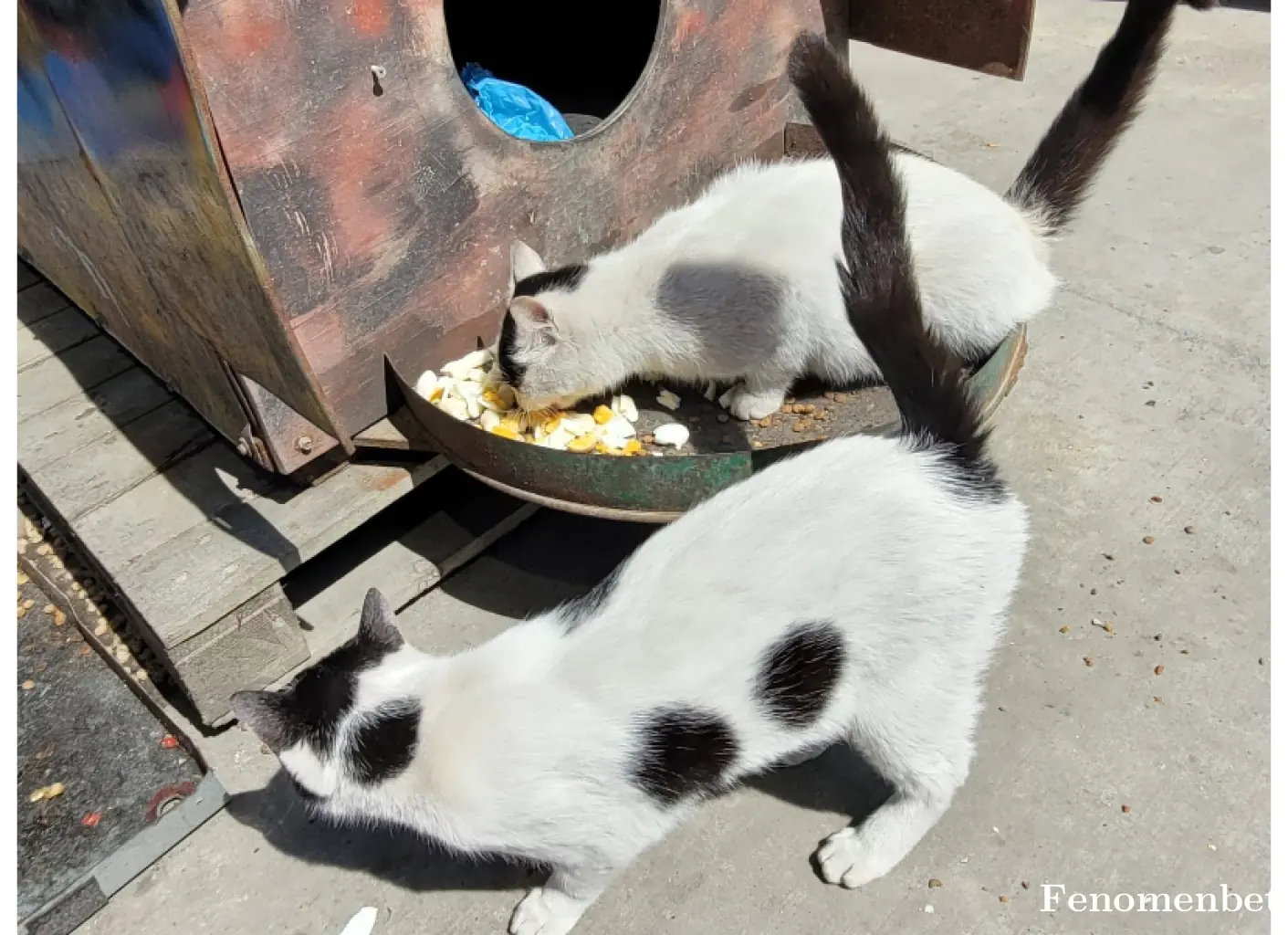 yusuf52ordu tarafından paylaşılan fotoğraf
