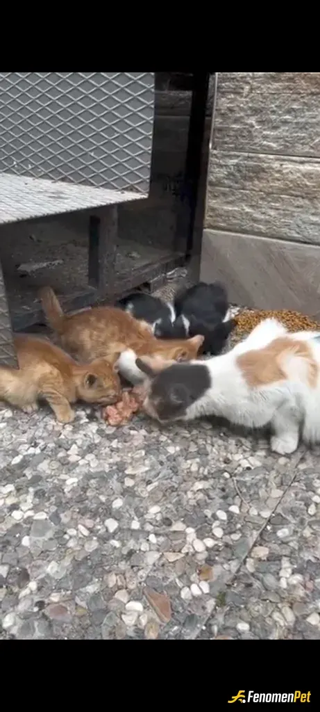 Sokak hayvanı besleme: Her Bı Kap Yemek bı mama umuttur