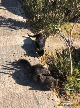 Sokak hayvanı besleme: biz yine parkta kedi besliyoruuuz😻 #fenomenpet