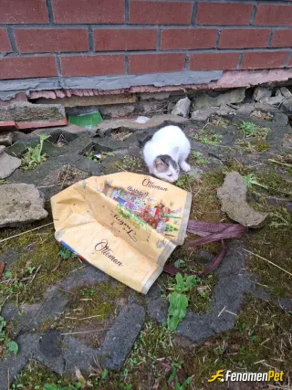 Sokak hayvanı besleme: Sitemizdeki kediyi yaş mama ile besledik