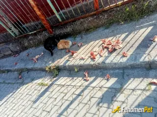 Sokak hayvanı besleme: ❤️