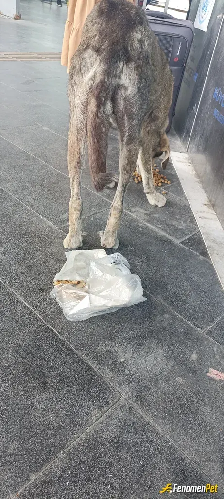 Sokak hayvanı besleme: Düzenli olarak mama vermeli her insan bu dostlarımıza