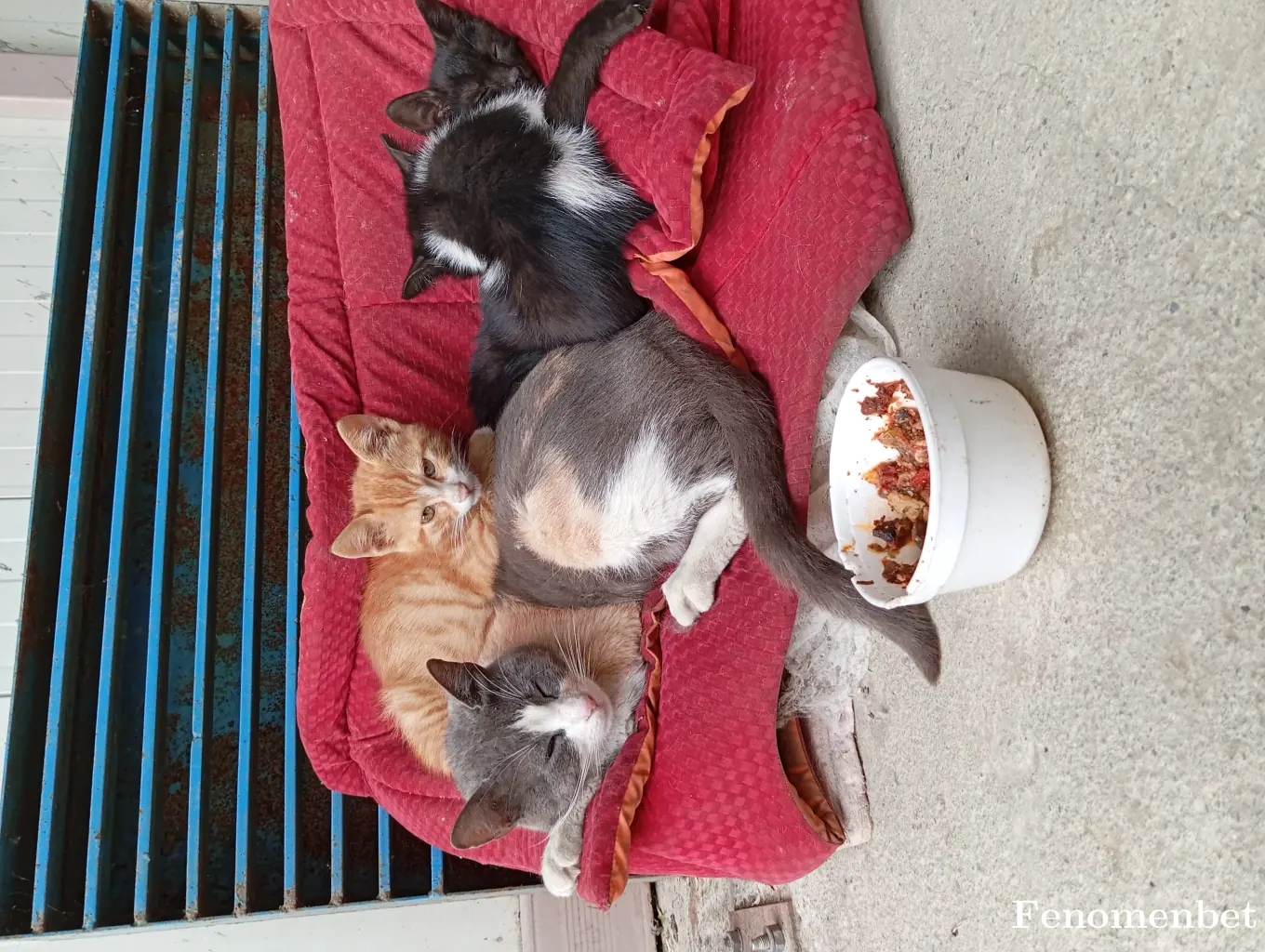 Berat2019 tarafından paylaşılan fotoğraf