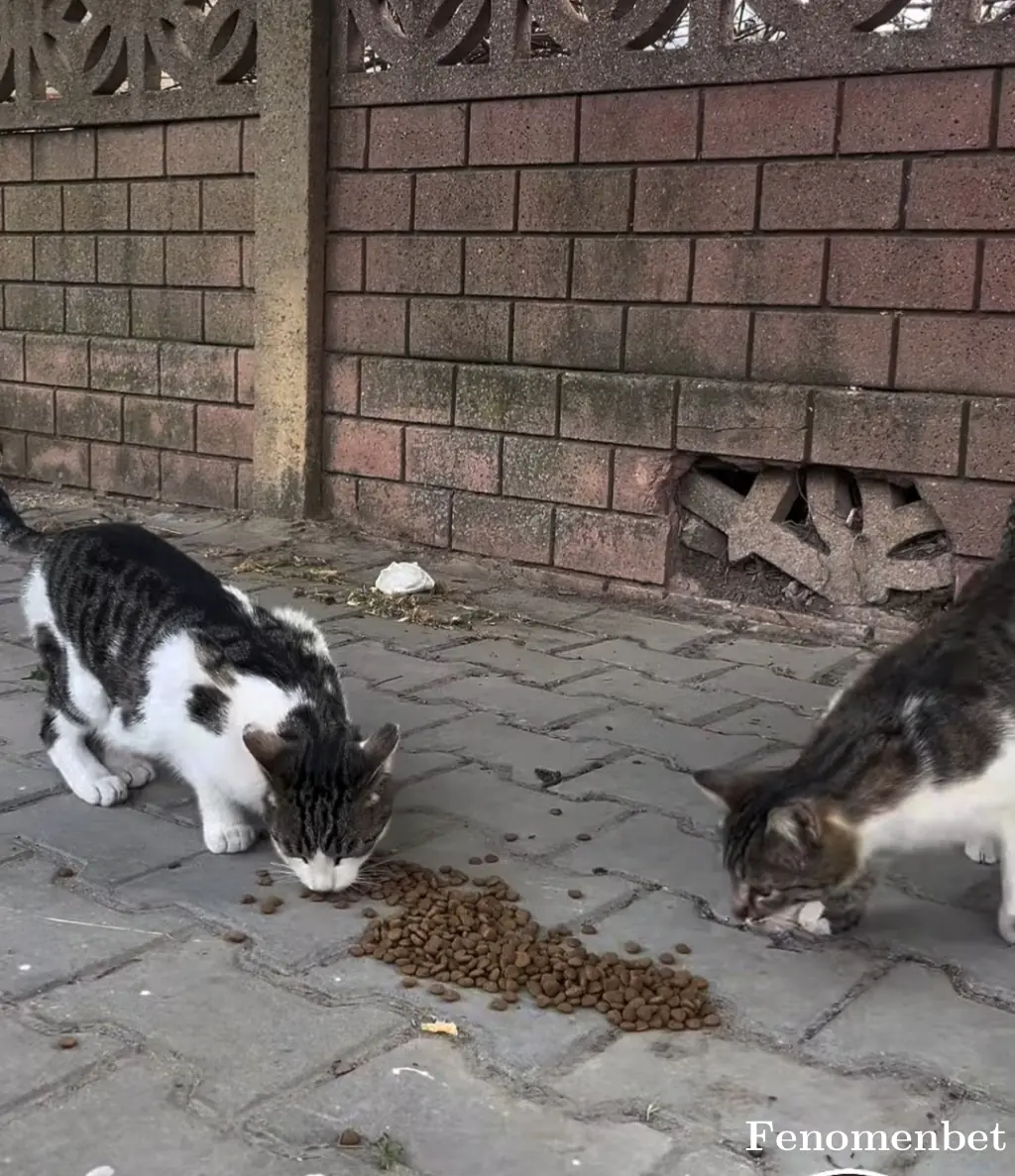 Umrankzy tarafından paylaşılan fotoğraf
