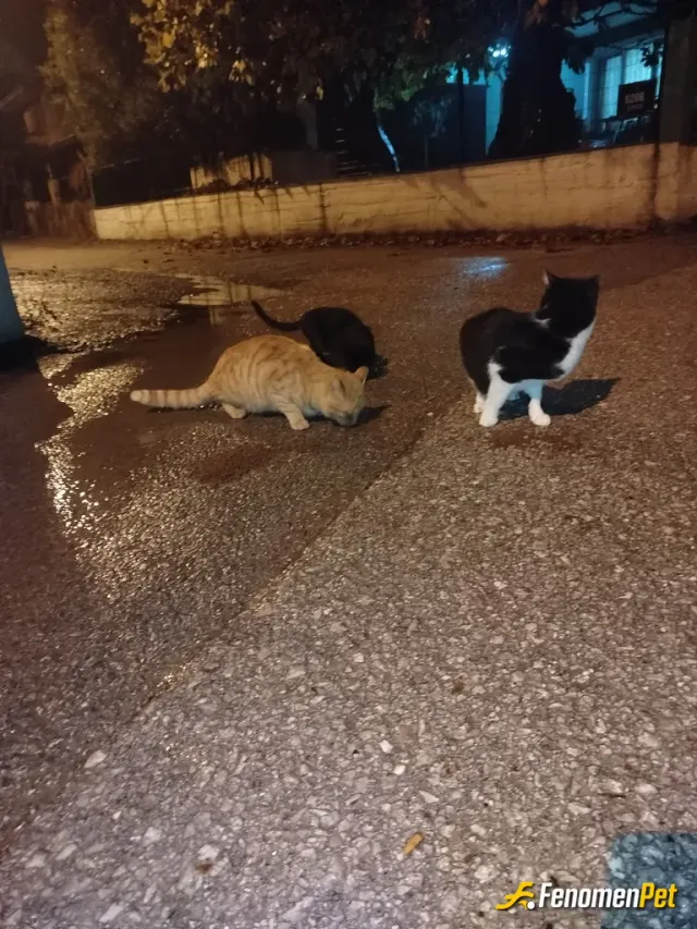 Sokak hayvanı besleme: #fenomenpet pati dostu 💖