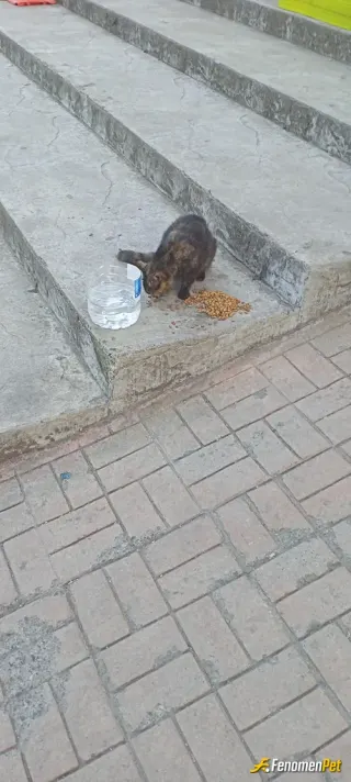 Sokak hayvanı besleme: Bugünkü güzelliğimizde bu şansımıza
