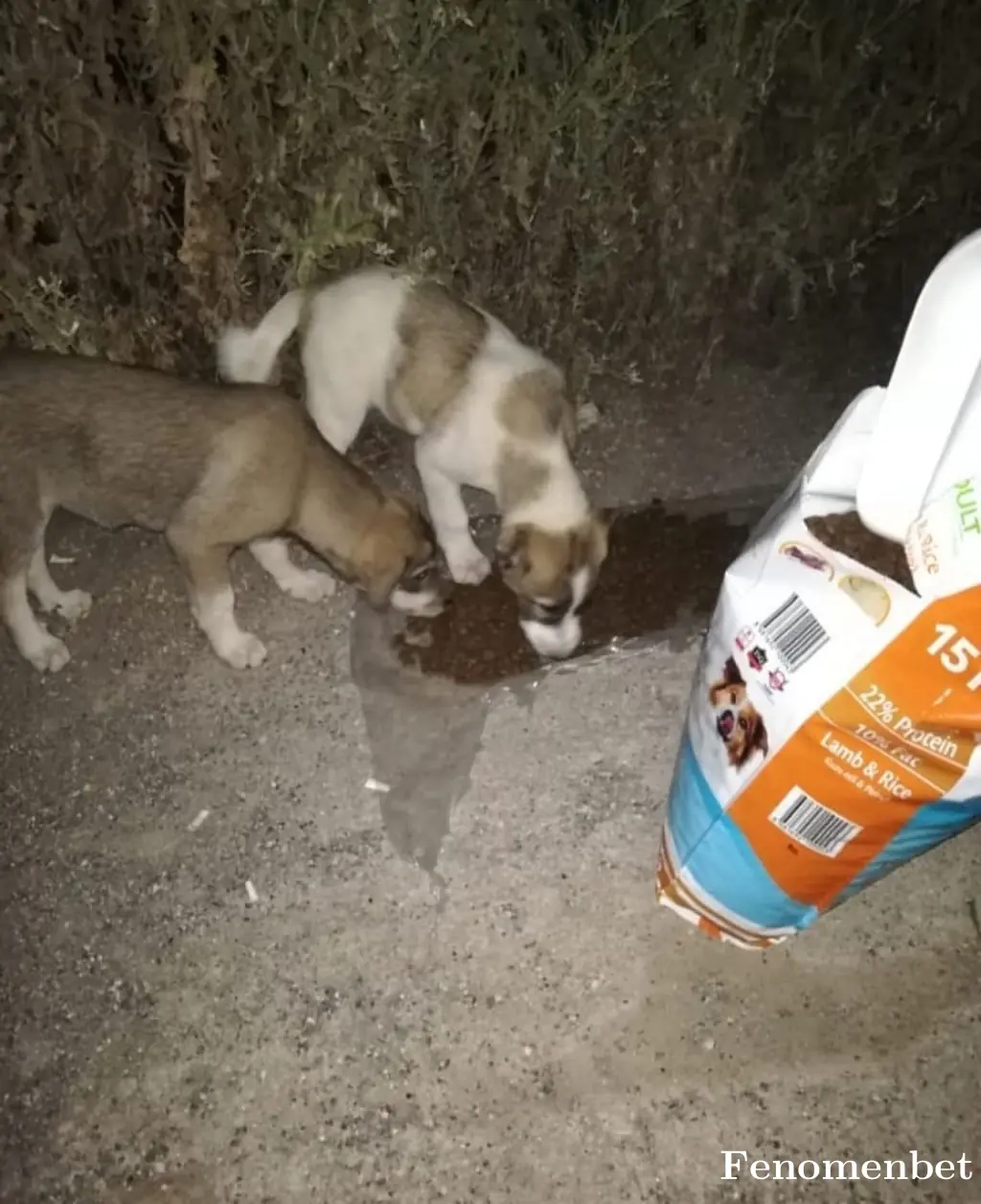 Bnyamn1 tarafından paylaşılan fotoğraf
