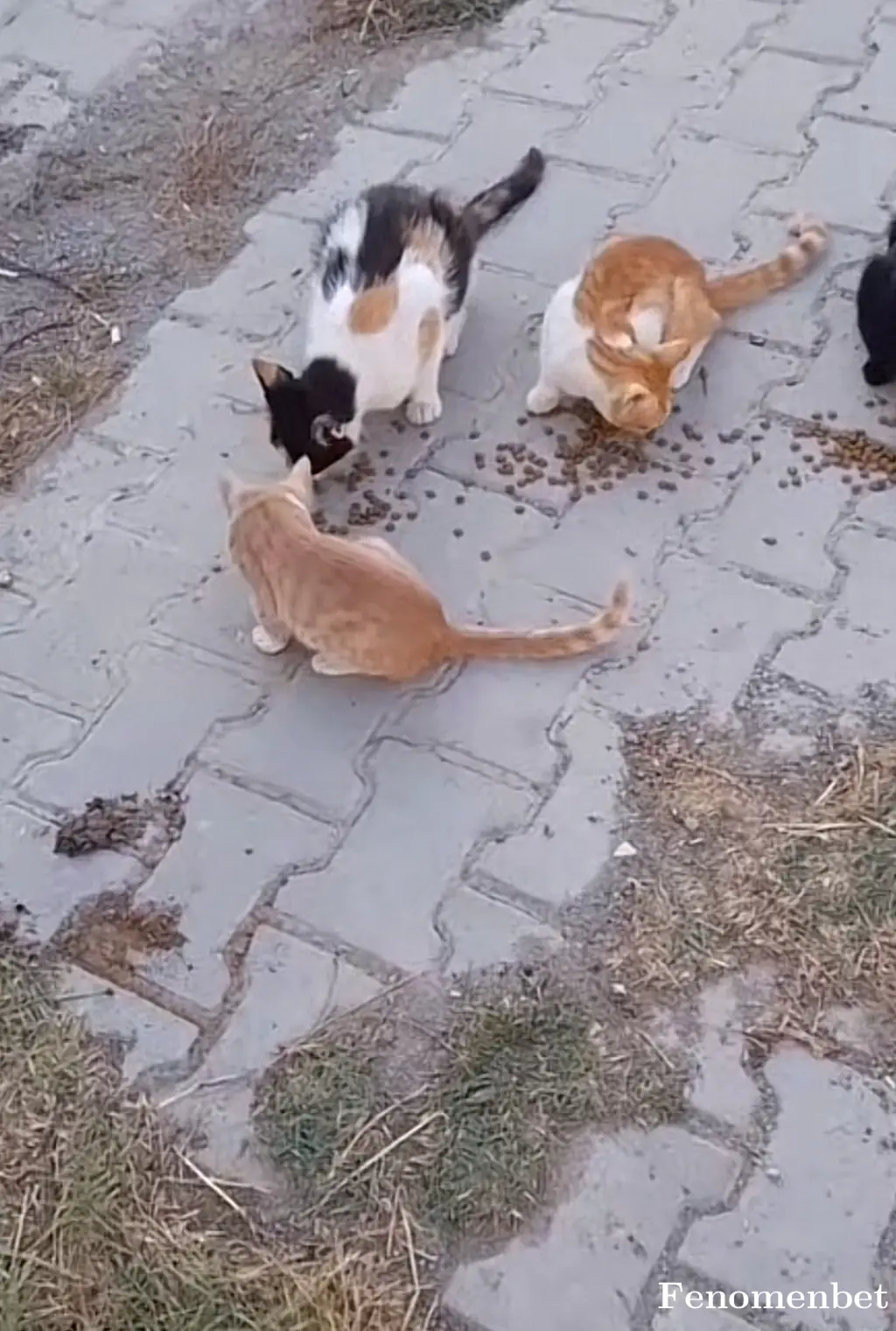 Polat3413 tarafından paylaşılan fotoğraf