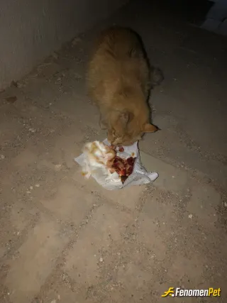 Sokak hayvanı besleme: .