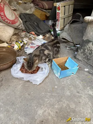 Sokak hayvanı besleme: #fenomenpet ailesine teşekkürler bu çok güzel bir duygu