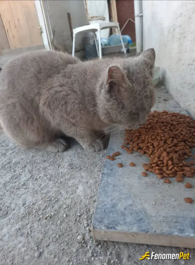 Sokak hayvanı besleme: Kedi maması vererek