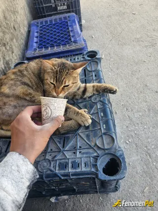 Sokak hayvanı besleme: Soğuk havalarda su vermek en sağlıklısı
