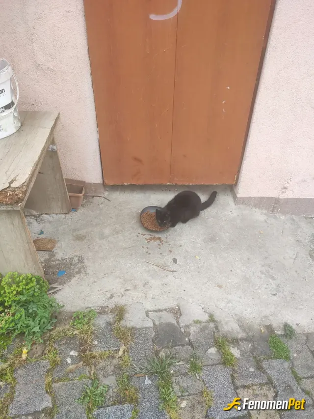Sokak hayvanı besleme: Sokak kedisine mama verdim