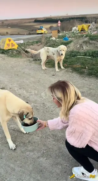 Sokak hayvanı besleme: Maaşımla mama aluem
