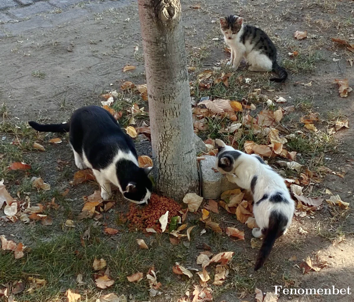 Kirat51 tarafından paylaşılan fotoğraf