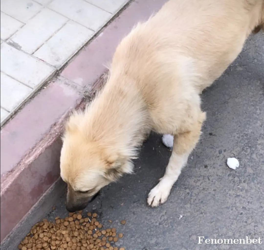 Gndzibo34 tarafından paylaşılan fotoğraf