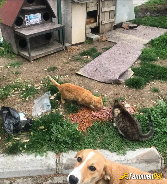 Sokak hayvanı besleme: Yemek ve su vererek yardım ettim