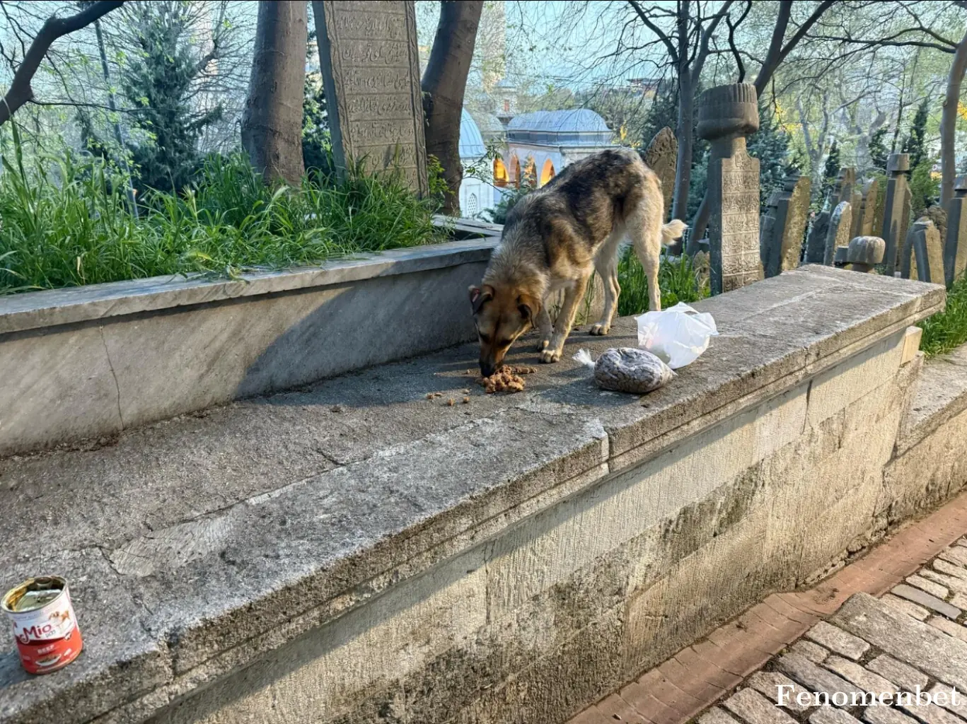 Elifmat tarafından paylaşılan fotoğraf