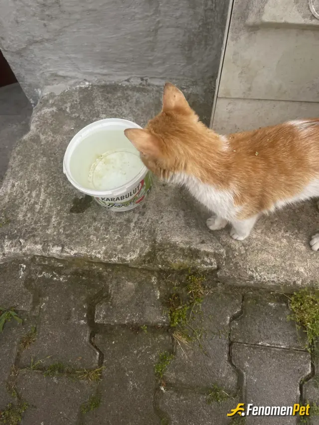 Sokak hayvanı besleme: Minik kediyi yerde birikmiş kirli su birikintisinden içmeye çalışırken karşılaştım. #birkapsu #birkapmama